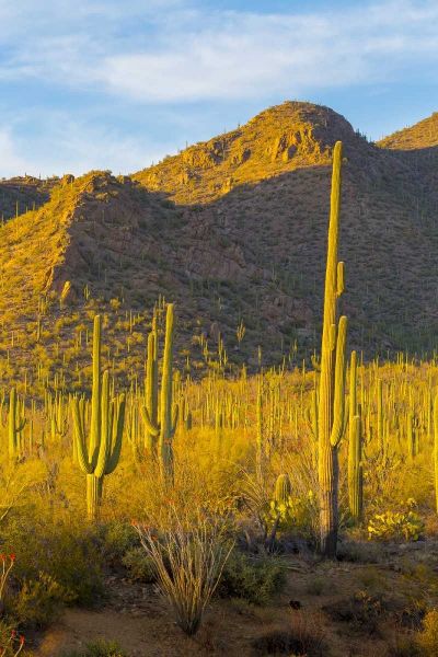USA, Arizona, Tucson Desert sunset in Saguaro NP